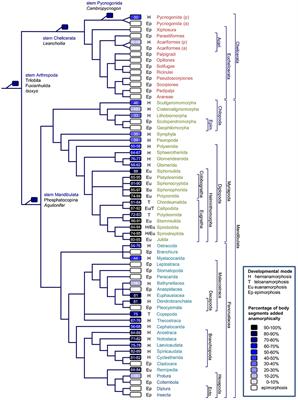 The Development of Arthropod Segmentation Across the Embryonic/Post-embryonic Divide – An Evolutionary Perspective